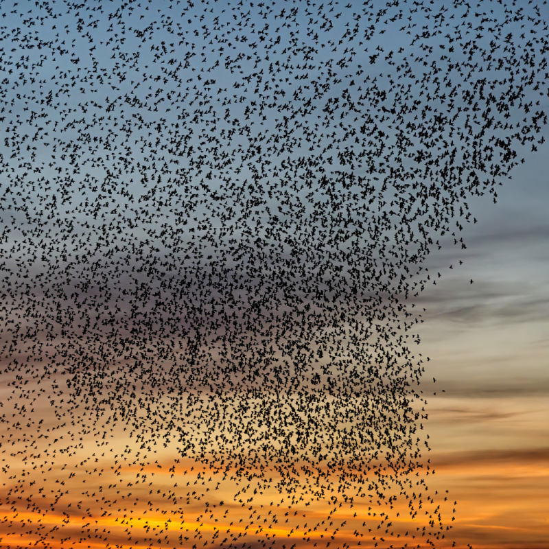 Murmuration of starlings via Canva