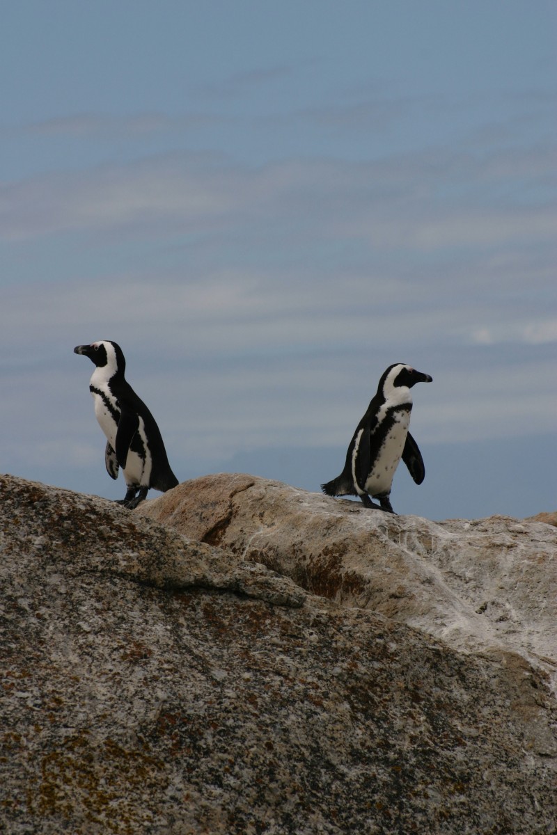 Two penguins by Angela Hobbs via Unsplash